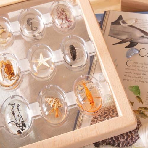 Kaplan Early Learning Company Specimen Stone Tabletop Stand