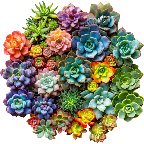 Delobil Succulent Plants Wooden Puzzles for Adults, 500 Pieces Jigsaw Puzzles, Unique Shaped Wood Puzzle Gift for Adults and Kids, Family Game 16.9'' x 16.5'' - color: Succulent Planet, size: 500Pcs