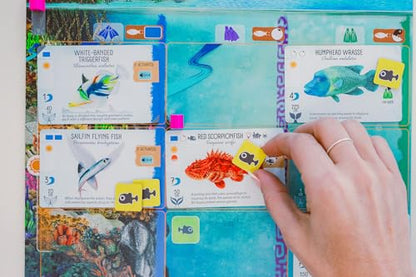 Stonemaier Games: Finspan - A Wingspan Game by David Gordon & Michael O’Connell | A Relaxing Strategy Board Game About Collecting Fish and Ocean Diving for Adults and Family | 1-5 Players, 60 Mins