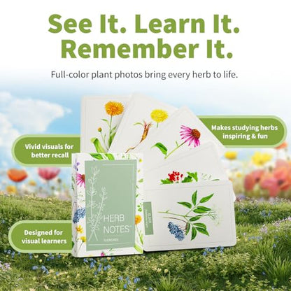 Herb Notes Plant Identification Cards, 48 Illustrated Botanical Flash Cards | Herb Cards for Plant Identification, Nature Study & Classroom Learning, Compatible with Learning Herbs Wildcraft! Board Game - style: Herb Notes